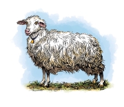 Sarda-Sheep